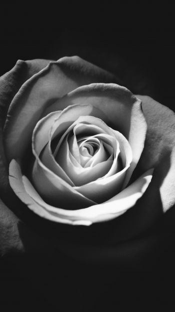 Обои 640x1136 роза, черное и белое