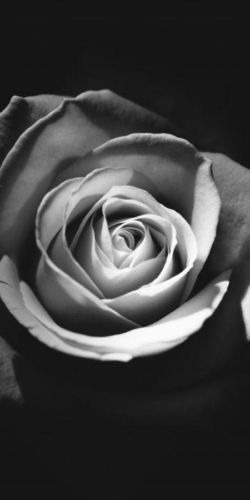 Обои 720x1440 роза, черное и белое
