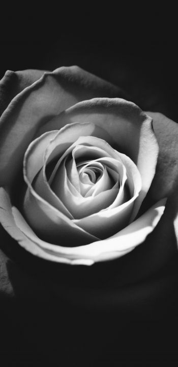 Обои 1080x2220 роза, черное и белое