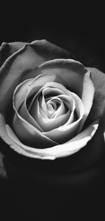 rose, black and white Wallpaper 1440x3040