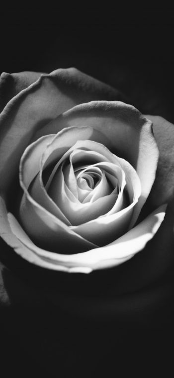 Обои 1080x2340 роза, черное и белое