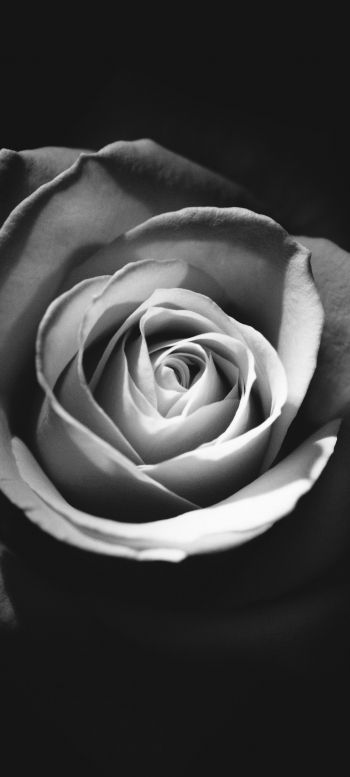 rose, black and white Wallpaper 1440x3200