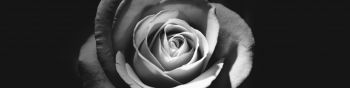 rose, black and white Wallpaper 1590x400