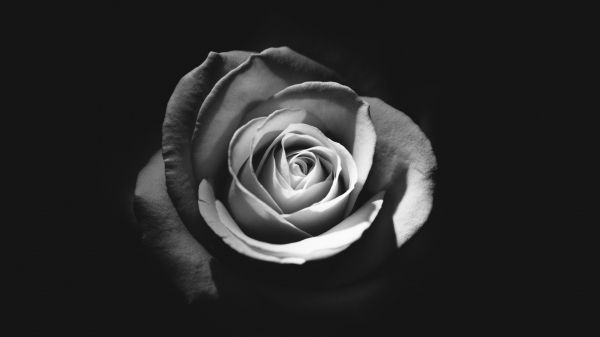 Обои 1600x900 роза, черное и белое