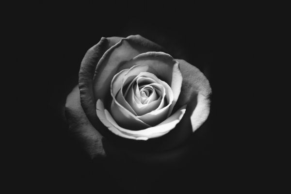 rose, black and white Wallpaper 5647x3765