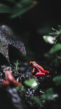 Vancouver, Vancouver, Canada, frog, poisonous Wallpaper 640x1136