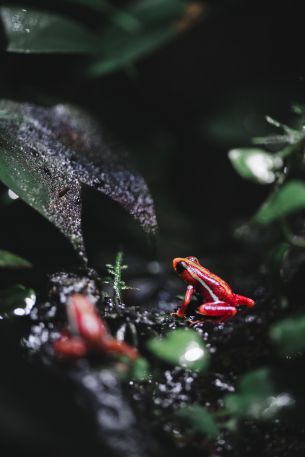 Vancouver, Vancouver, Canada, frog, poisonous Wallpaper 640x960