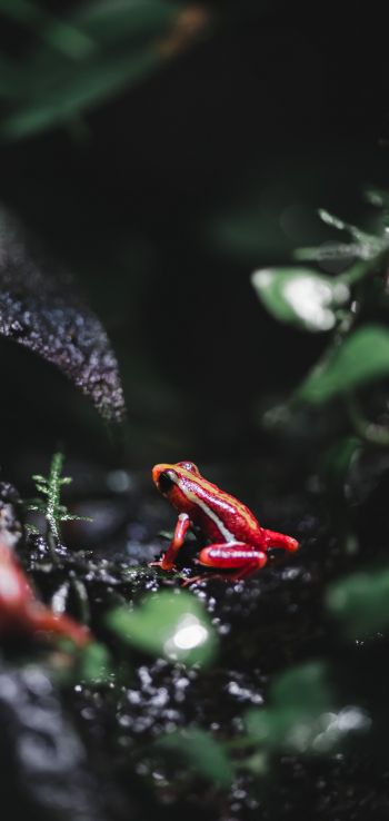 Vancouver, Vancouver, Canada, frog, poisonous Wallpaper 1080x2280