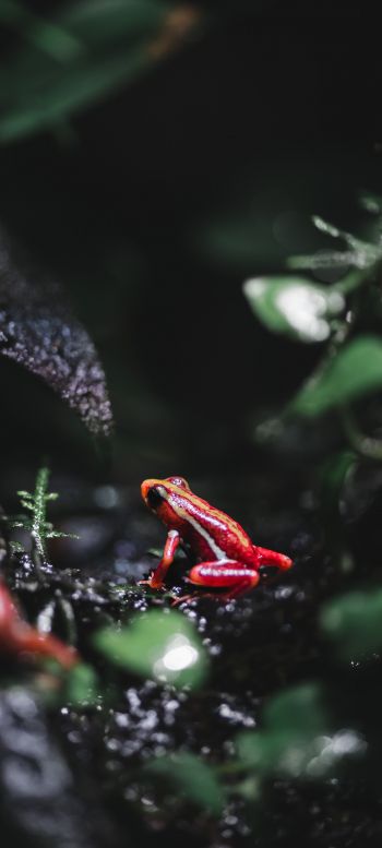Vancouver, Vancouver, Canada, frog, poisonous Wallpaper 1080x2400