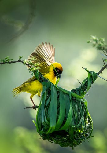 Tanzania, finch, canary, bird Wallpaper 1668x2388