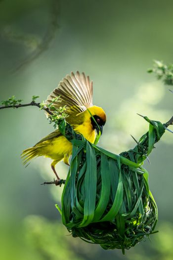 Tanzania, finch, canary, bird Wallpaper 640x960