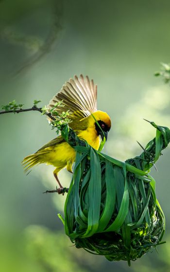 Tanzania, finch, canary, bird Wallpaper 1752x2800