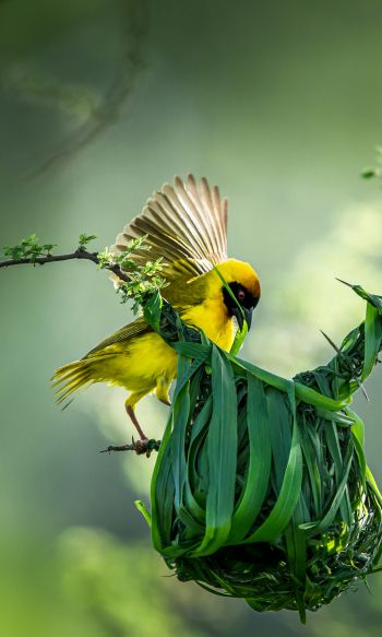 Tanzania, finch, canary, bird Wallpaper 1200x2000