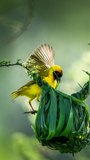 Tanzania, finch, canary, bird Wallpaper 2160x3840