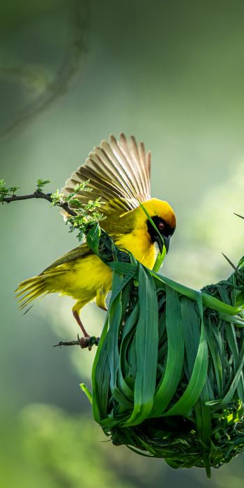 Tanzania, finch, canary, bird Wallpaper 720x1440