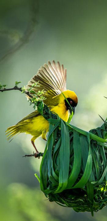 Tanzania, finch, canary, bird Wallpaper 1440x2960