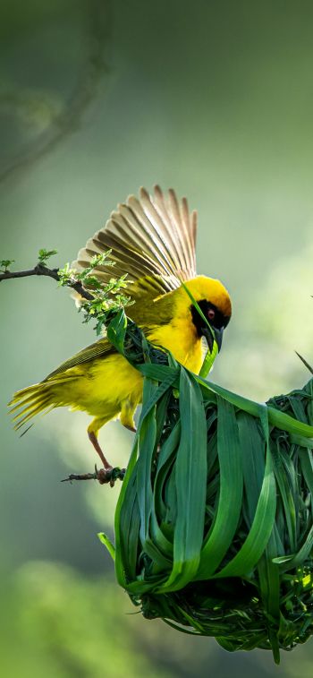 Tanzania, finch, canary, bird Wallpaper 1284x2778