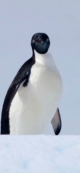 Обои 1242x2688 Антарктида, лед, пингвин