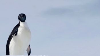 Обои 1920x1080 Антарктида, лед, пингвин