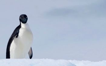 Обои 2560x1600 Антарктида, лед, пингвин