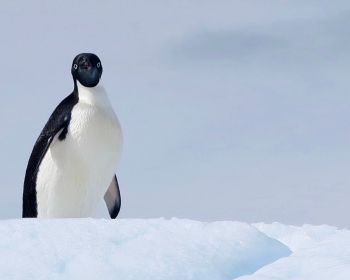 Обои 1280x1024 Антарктида, лед, пингвин