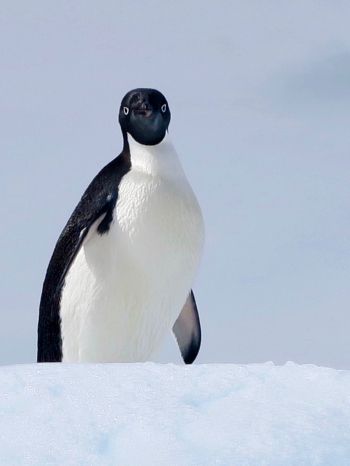 Обои 1668x2224 Антарктида, лед, пингвин