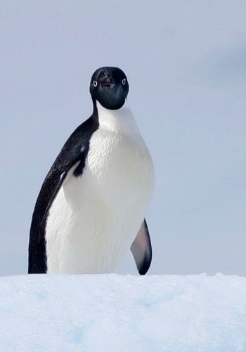 Обои 1668x2388 Антарктида, лед, пингвин