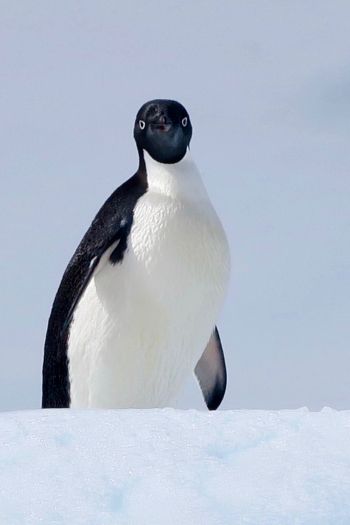 Обои 640x960 Антарктида, лед, пингвин
