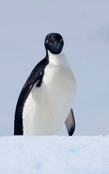 Обои 1752x2800 Антарктида, лед, пингвин