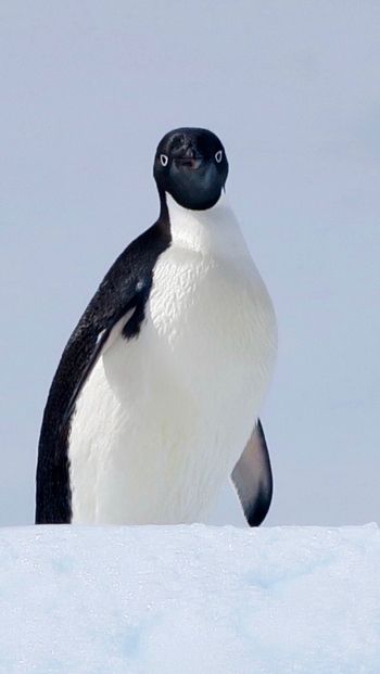 Обои 640x1136 Антарктида, лед, пингвин