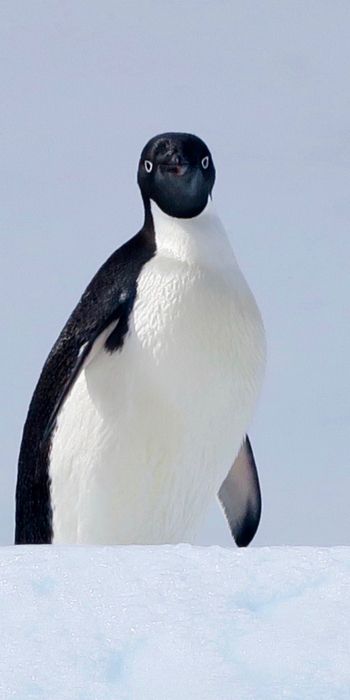 Обои 720x1440 Антарктида, лед, пингвин