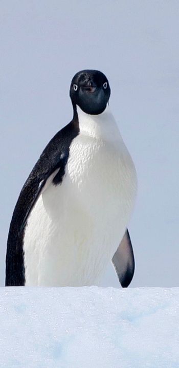 Обои 1440x2960 Антарктида, лед, пингвин