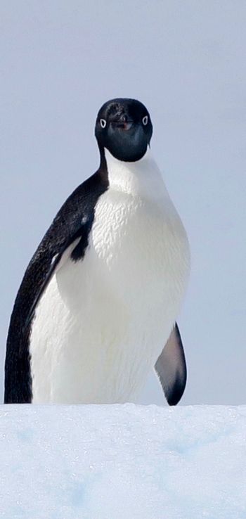 Обои 1080x2280 Антарктида, лед, пингвин