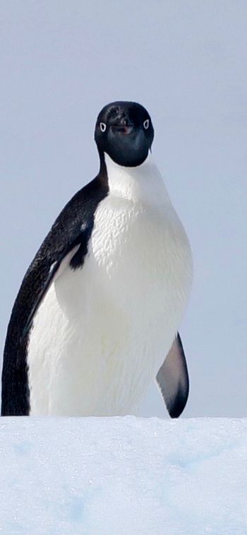 Обои 1125x2436 Антарктида, лед, пингвин