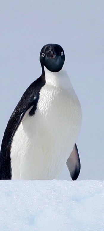 Обои 1080x2400 Антарктида, лед, пингвин