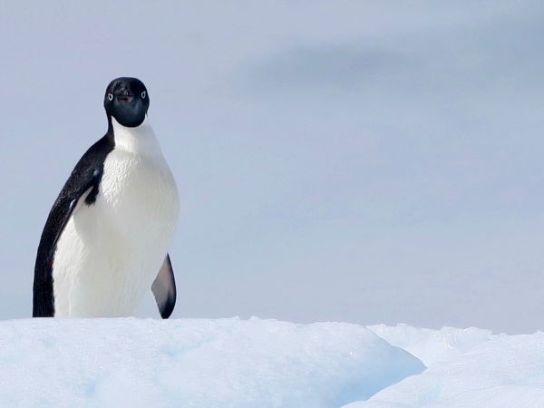 Обои 800x600 Антарктида, лед, пингвин