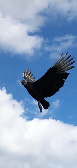 black vulture, bird, flies Wallpaper 1080x2340