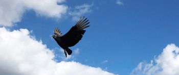 black vulture, bird, flies Wallpaper 2560x1080
