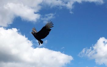 black vulture, bird, flies Wallpaper 2560x1600