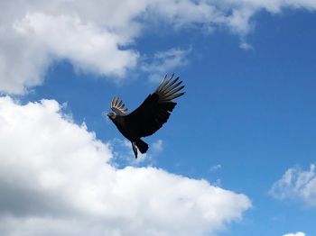 black vulture, bird, flies Wallpaper 1024x768