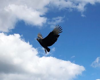 black vulture, bird, flies Wallpaper 1280x1024