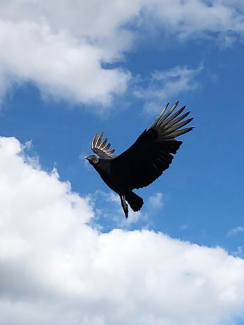 black vulture, bird, flies Wallpaper 2048x2732