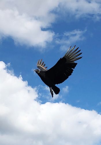 black vulture, bird, flies Wallpaper 1668x2388