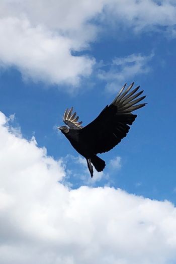 black vulture, bird, flies Wallpaper 640x960