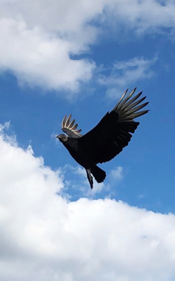 black vulture, bird, flies Wallpaper 1752x2800