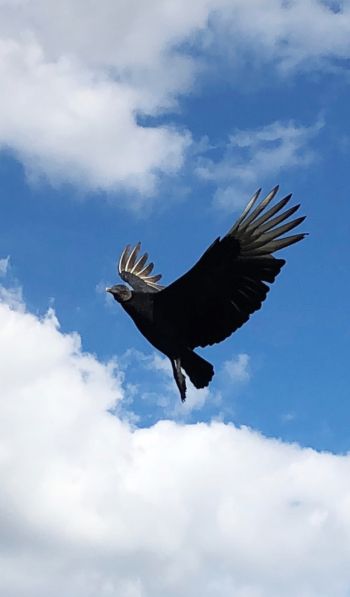 black vulture, bird, flies Wallpaper 600x1024