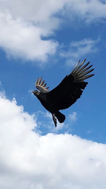 black vulture, bird, flies Wallpaper 640x1136