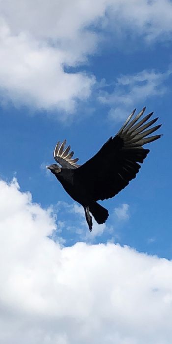 black vulture, bird, flies Wallpaper 720x1440