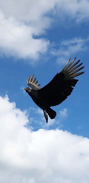 black vulture, bird, flies Wallpaper 1080x2220