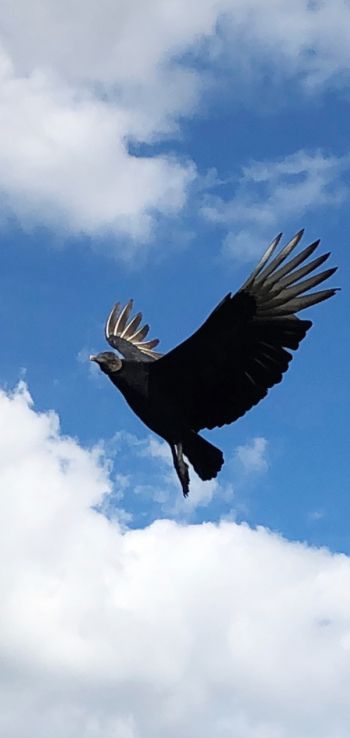black vulture, bird, flies Wallpaper 1440x3040